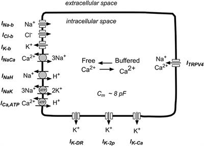 The Resting Potential and K+ Currents in Primary Human Articular Chondrocytes